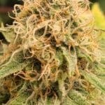 Northern Lights Seeds photo review