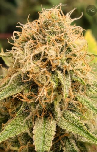 Northern Lights Seeds photo review