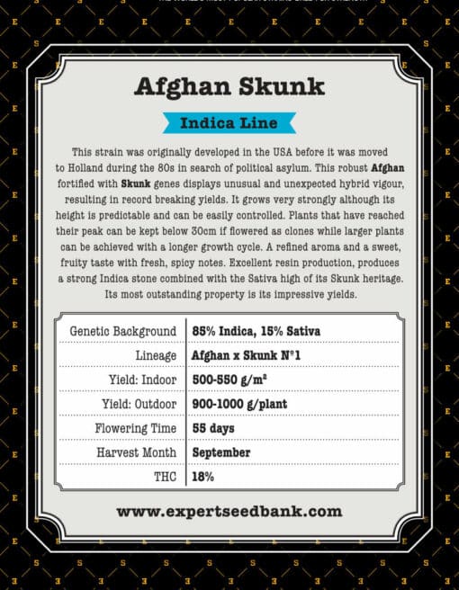 Skunks afgański