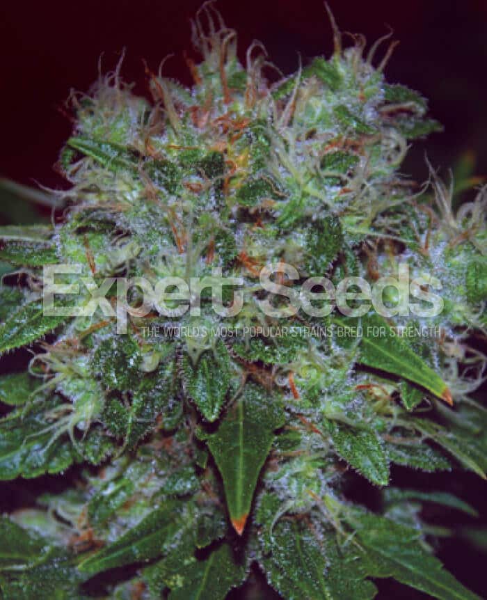 Blue Cheese Auto Blueberry Auto x Cheese Auto Cannabis Seeds