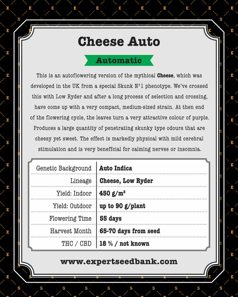 automobile description cheese writer