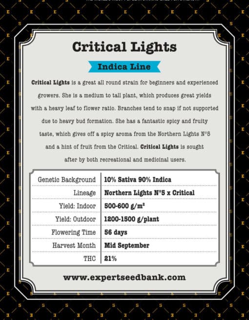 Critical Lights