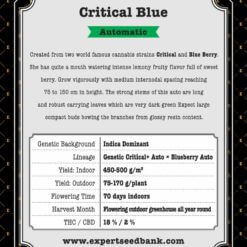 Critical Blue Auto
