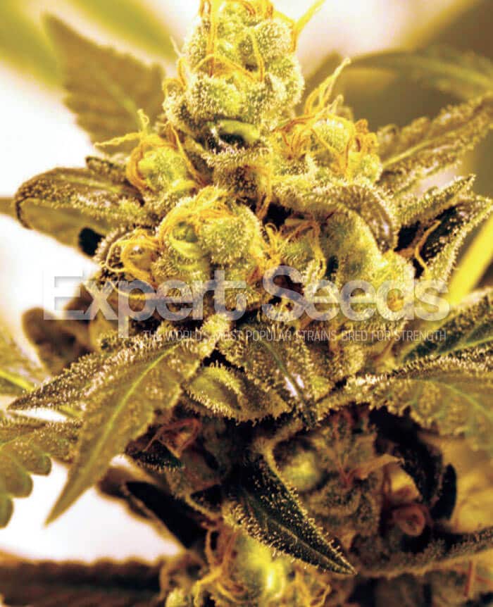 Fruit Salad Agent O X Banana Kush X Strawberry Cannabis Seeds