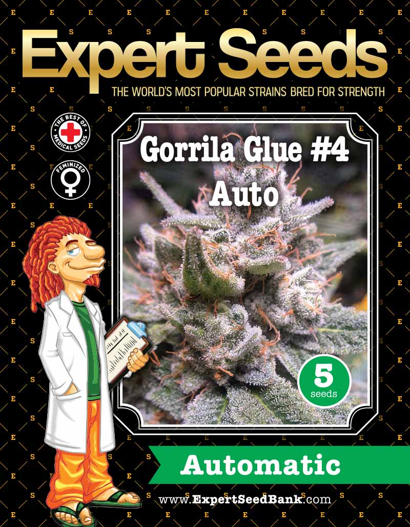Gorilla Glue Auto【 Bulk 】Bulk Genetics Seeds