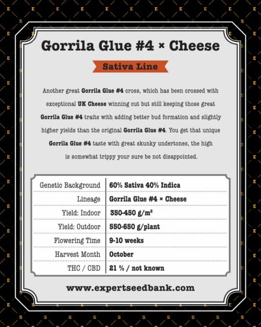 Gorrila Glue #4 × Cheese