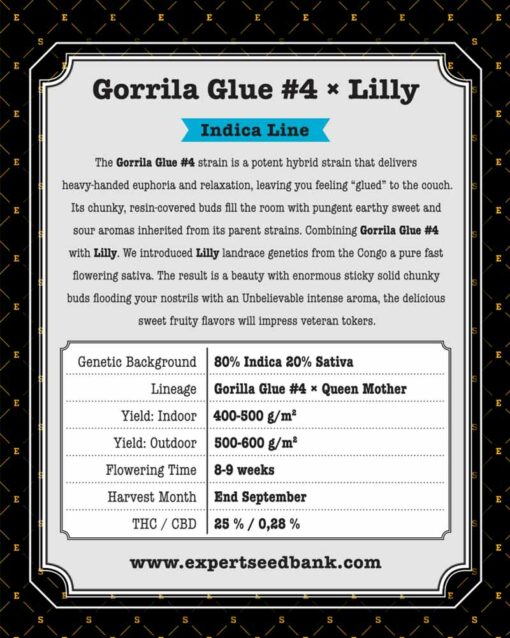 Gorrila Glue #4 × Lilly