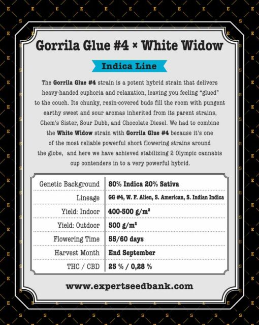 Gorrila Glue #4 × White Widow