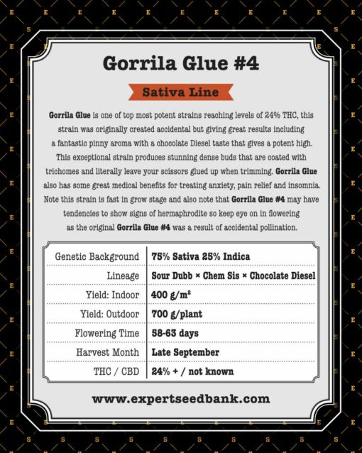 Gorrila Glue #4