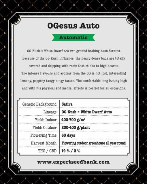OGesus Auto