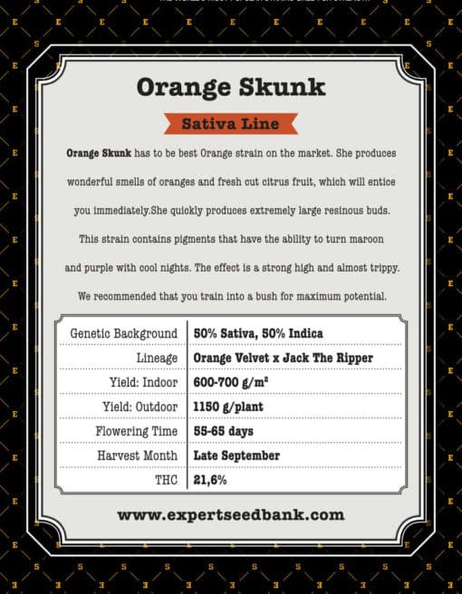 Orange Skunk