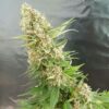 Kup - Critical Gorilla - Expert Seeds - Cannabis Seeds