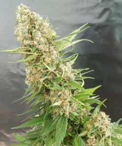Kup - Critical Gorilla - Expert Seeds - Cannabis Seeds