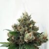 Respect 4 Gorilla - Expert Seeds - Cannabis samen