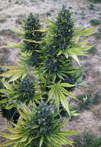 New York Diesel Auto Seeds photo review