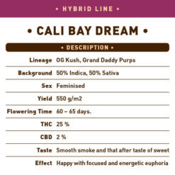 Cali Bay Dream