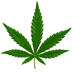 marihuana PNG75