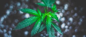 Cannabispflanze gebogene Blätter