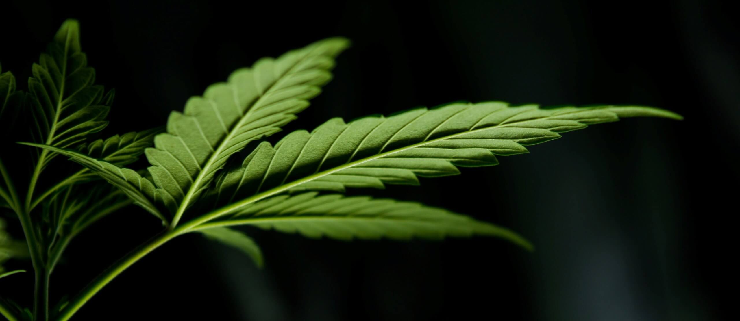 healthy cannabis leaf scaled