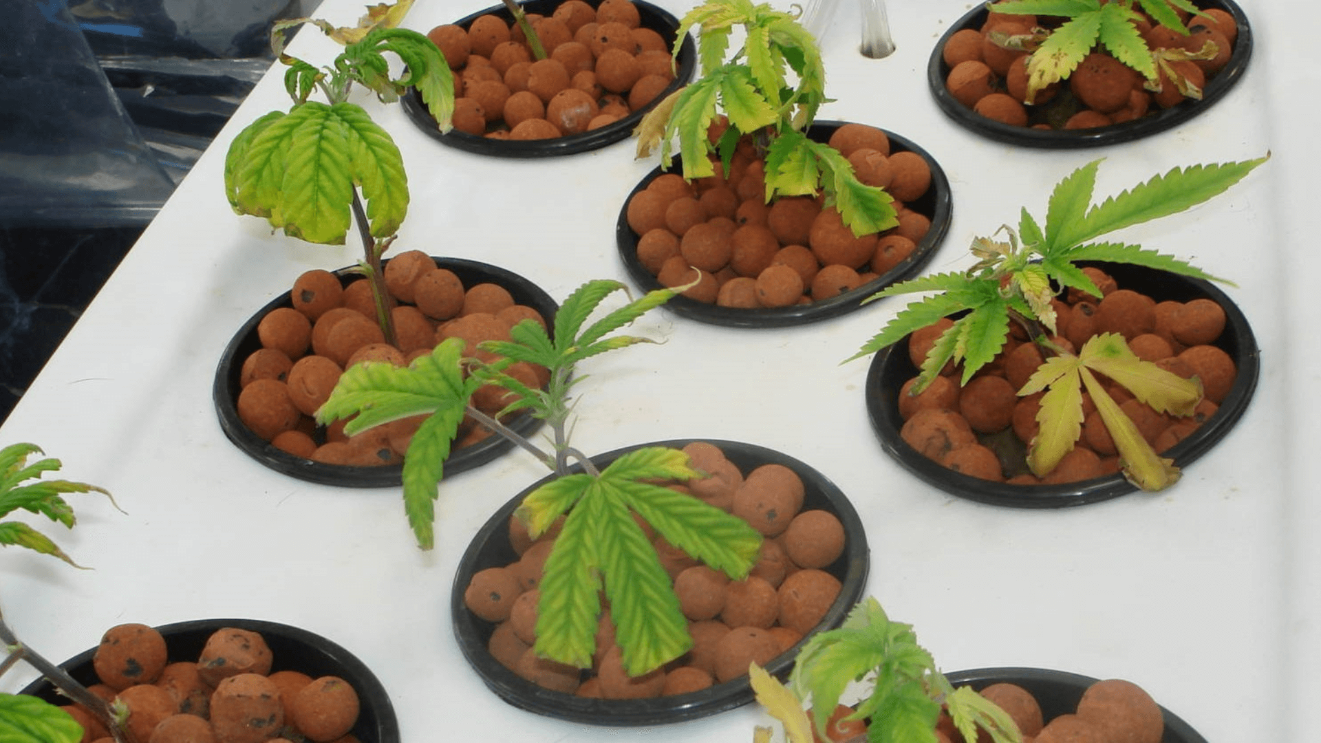 over fertilizing marijuanna plants