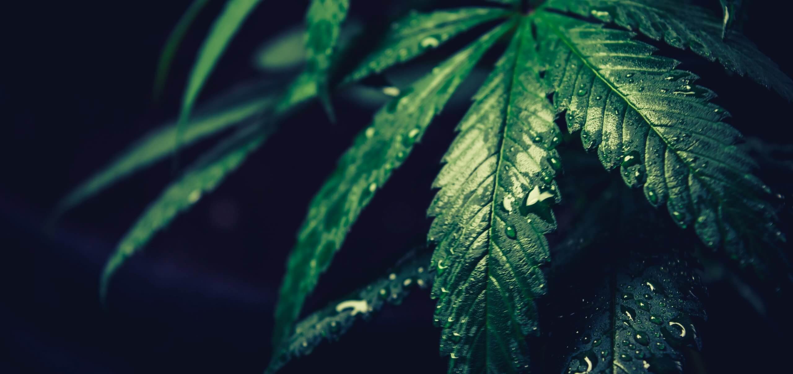 Скрученные листья конопли фильмы про марихуана