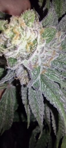 Strawberry Banana Cheese Seeds photo review