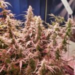 Cream Candy Auto Seeds photo review