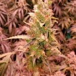 Cream Candy Auto Seeds photo review