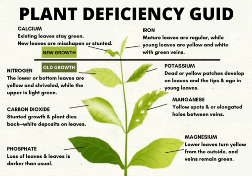 Deficiencies Guide [Leaves, Nutrients & Charts Explained]! - Expert ...