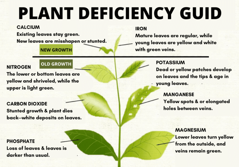 Cannabis deficiencies Guide [Leaves, Nutrients & Charts Explained ...