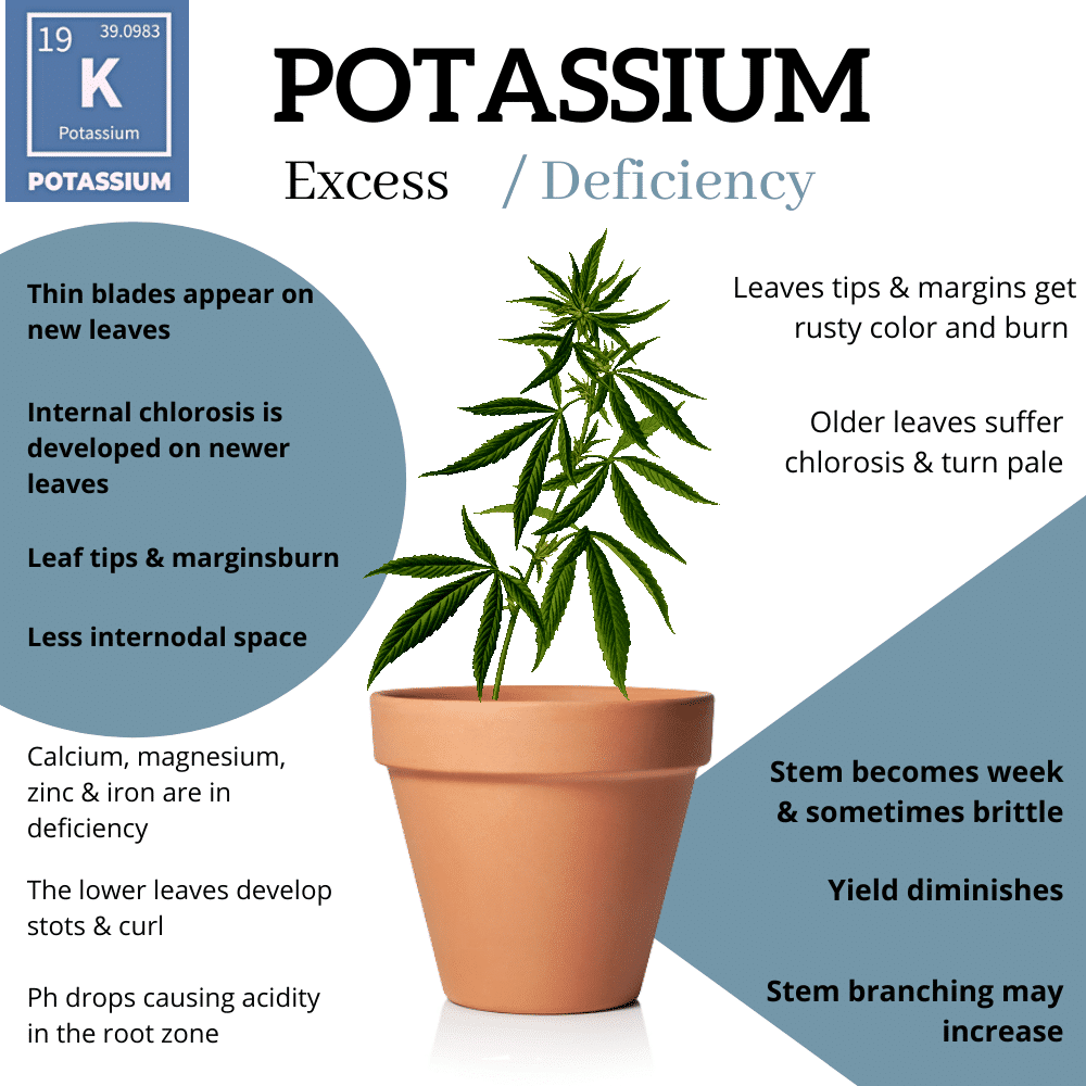 What Is A Good Source Of Potassium For Tomato Plants