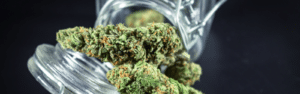 40 pourcents de trains de cannabis