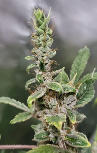 Blueberry Seeds photo review