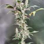 Blueberry Seeds photo review