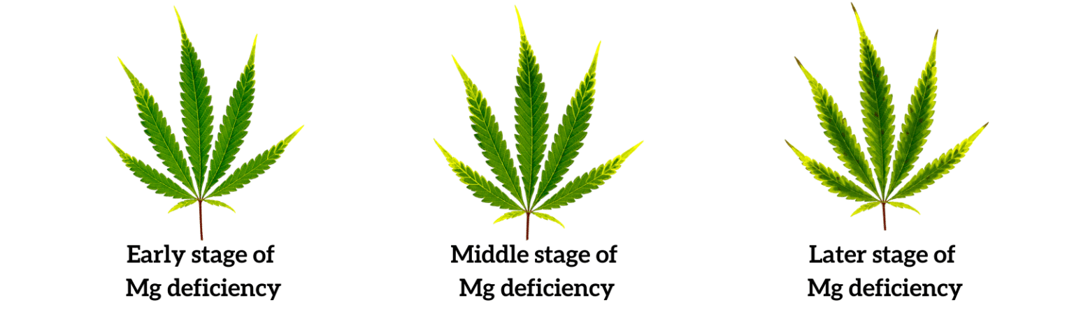 Magnesium Deficiency in Cannabis Plants – [How to Spot Weed Plant ...