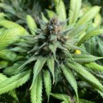 Blue Cheese Seeds photo review