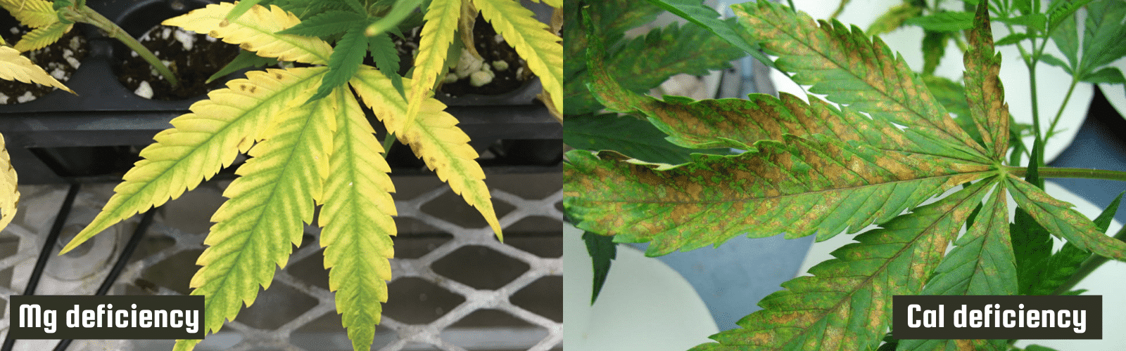 cal mg deficiency in weed plant