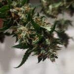 Critical GG4 Seeds photo review