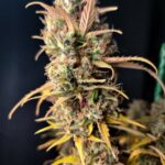 GG4 Cookies Seeds photo review