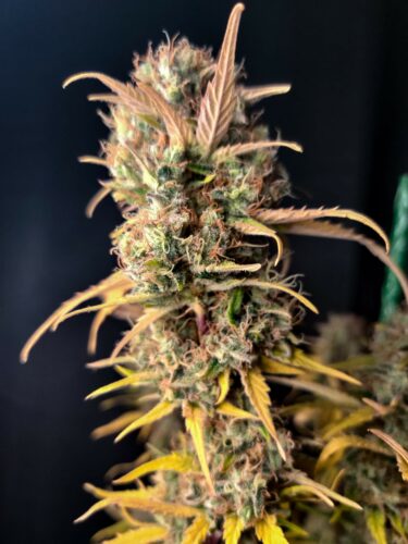 GG4 Cookies Seeds photo review