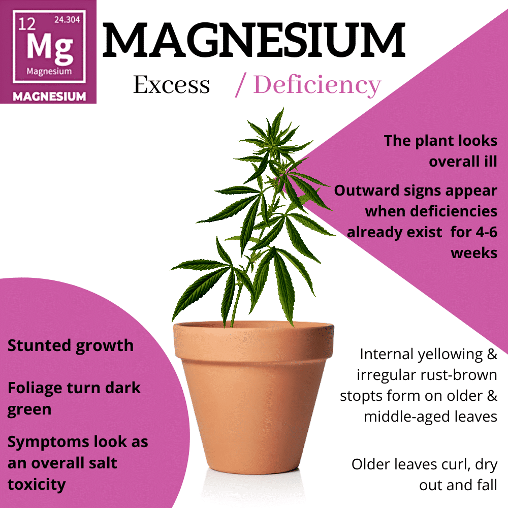 Magnesium Deficiency in Cannabis Plants - [How to Spot Weed Plant Problems]