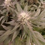 Respect 4 GG4 Seeds photo review