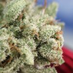 GG4 Ice Cream Seeds photo review