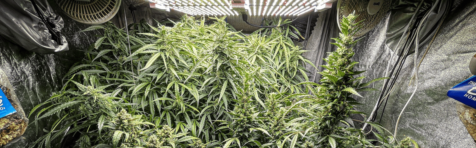 Advantages of Growing Cannabis Using the SCROG Method