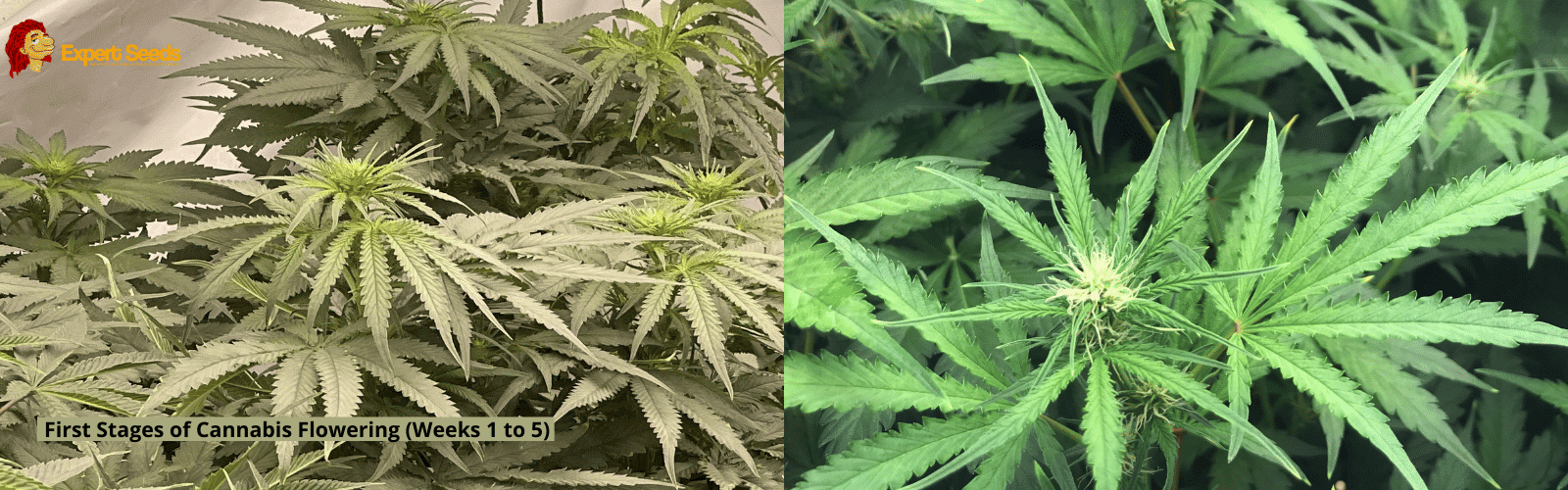 First Stages of Cannabis Flowering Weeks 1 to 5 1