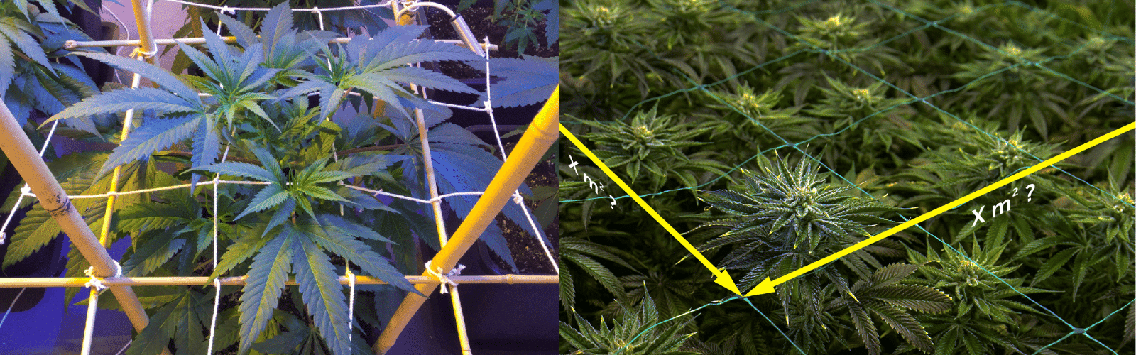 When Not to SCROG Weed