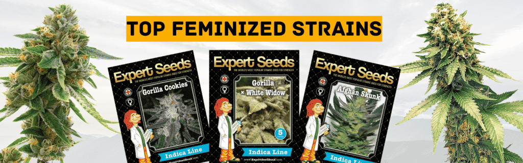 Exclusive Cannabis Strains - Expert Seed Bank