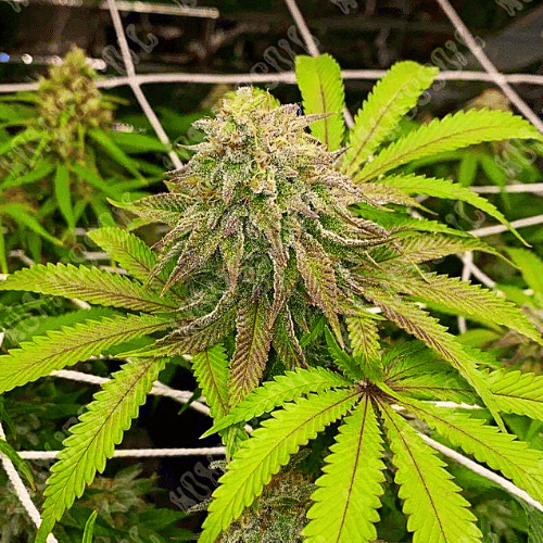 Ice Cream Cake x S.F.V.