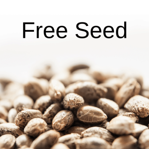 Free cannabis Seed