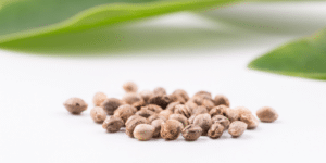 How to store Cannabis Seeds
